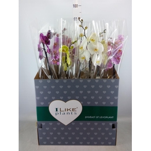 Phalaenopsis   ...mix