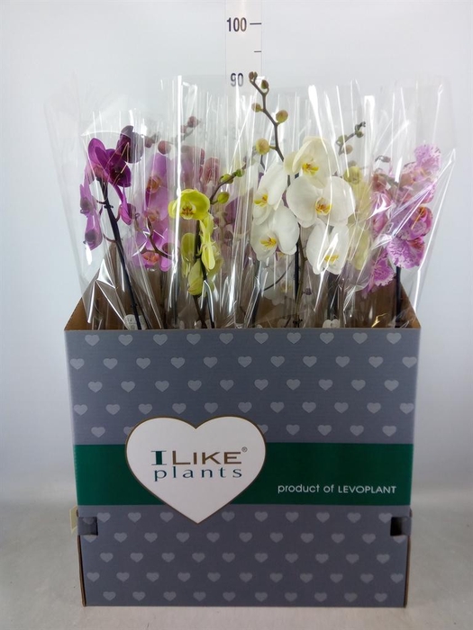 <h4>Phalaenopsis   ...mix</h4>