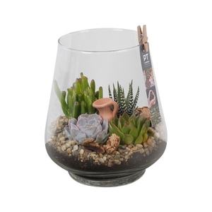 PTSU8416 Arrangement Succulenten in glazen vaas