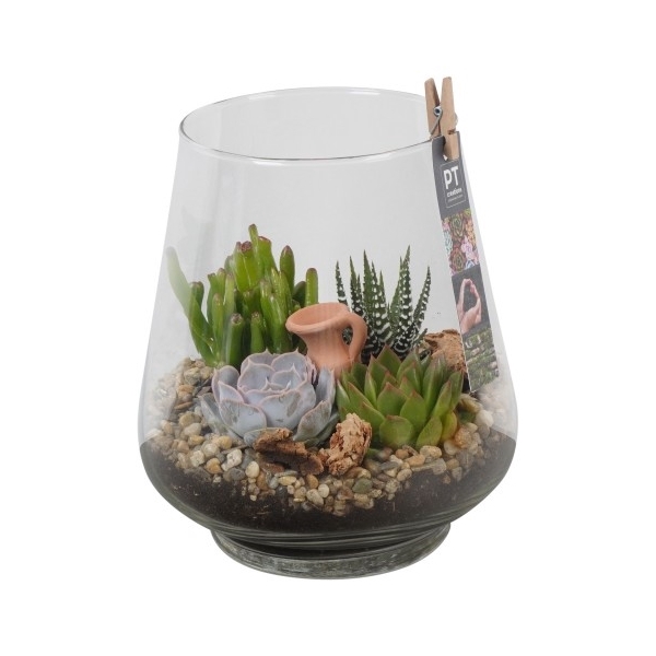 <h4>PTSU8416 Arrangement Succulenten in glazen vaas</h4>