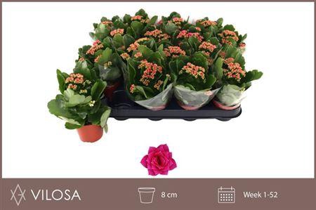 <h4>Kal Ge Garbo Lilac Herman Sr</h4>