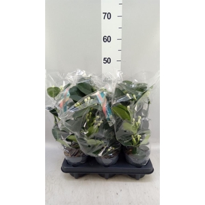 Stephanotis floribunda   ...