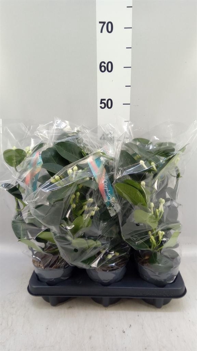 <h4>Stephanotis floribunda   ...</h4>
