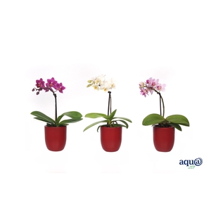 Hugo Wine Red Tiny Dolls Mix 1T7+ Aqu@