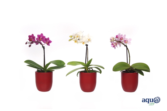 <h4>Hugo Wine Red Tiny Dolls Mix 1T7+ Aqu@</h4>