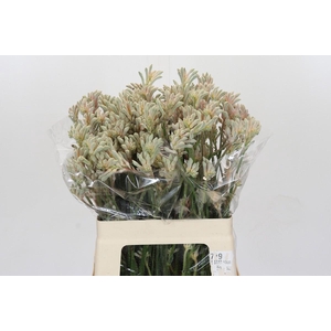 Kangaroo Paw Bush Diamond