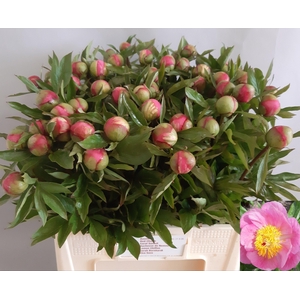PAEO ROSELETTE