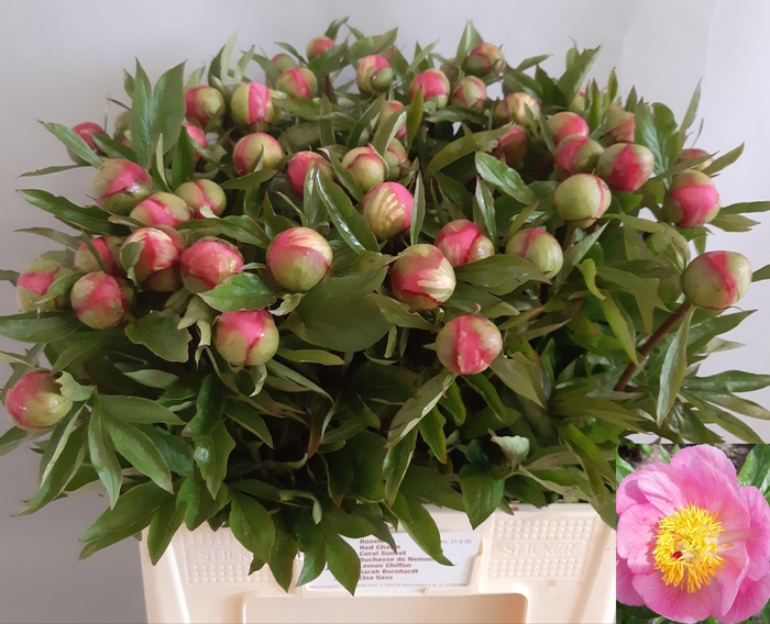 <h4>PAEO ROSELETTE</h4>