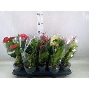 Anthurium   ...mix
