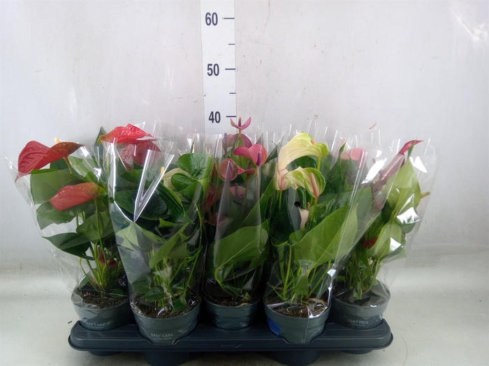 <h4>Anthurium   ...mix</h4>