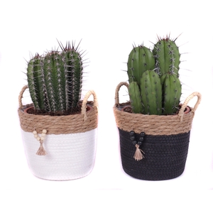 Cactus canarias 17 cm in tokelau mand