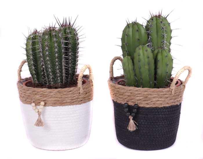 <h4>Cactus canarias 17 cm in tokelau mand</h4>