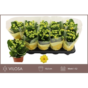 KAL GE AMARILLO YELL