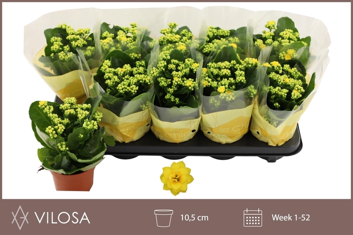 <h4>KAL GE AMARILLO YELL</h4>