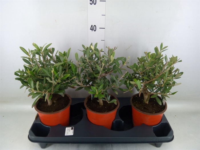 <h4>Olea europaea</h4>