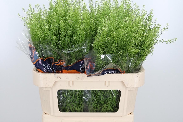 <h4>Lepidium Green Bell</h4>