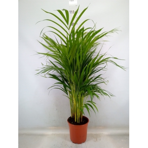 Dypsis lutescens   ...Chrysalidoca