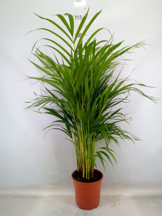 <h4>Dypsis lutescens   ...Chrysalidoca</h4>