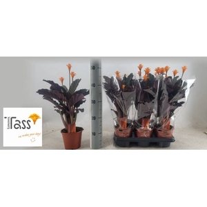 CALAT CROCATA
