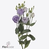 Lisianthus do lisanne deep lavender