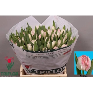 Tulipa fr neglige