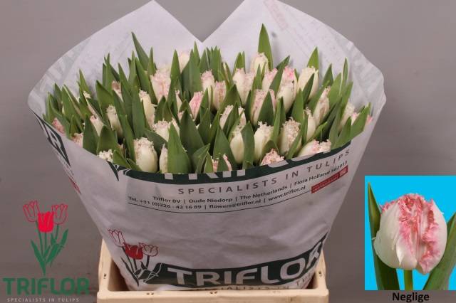 <h4>Tulipa fr neglige</h4>