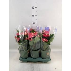 Anthurium andr. 'Karma Red'