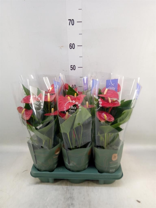 <h4>Anthurium andr. 'Karma Red'</h4>