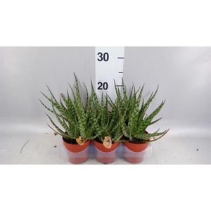 Aloe overig