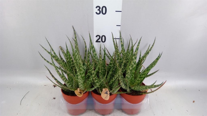 <h4>Aloe overig</h4>