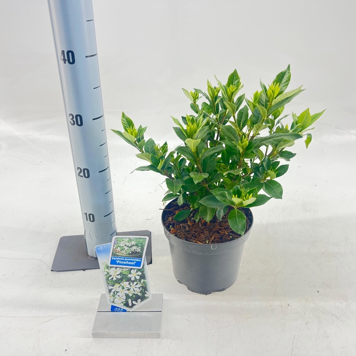 <h4>Gardenia jasminoides 'Pinwheel®'</h4>