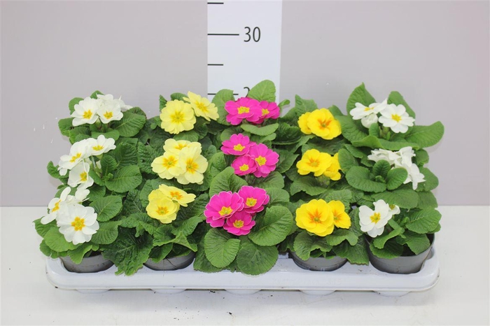 <h4>Primula Acaulis Mix</h4>
