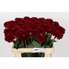 Dahlia Red Fox