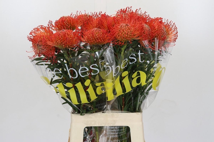 <h4>LEUCO CO SUCCESSION</h4>