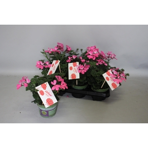 Pelargonium Calliope landscape Pink (+steeketiket)