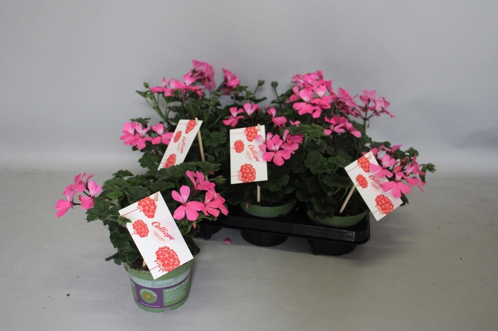 <h4>Pelargonium Calliope landscape Pink (+steeketiket)</h4>