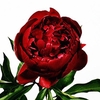 Paeonia peter brand