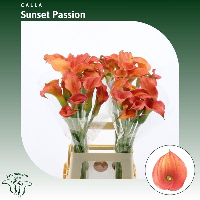 <h4>Calla Sunset Passion</h4>