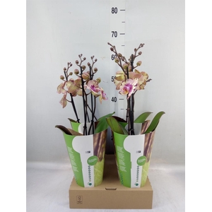 Phalaenopsis   ...lilac