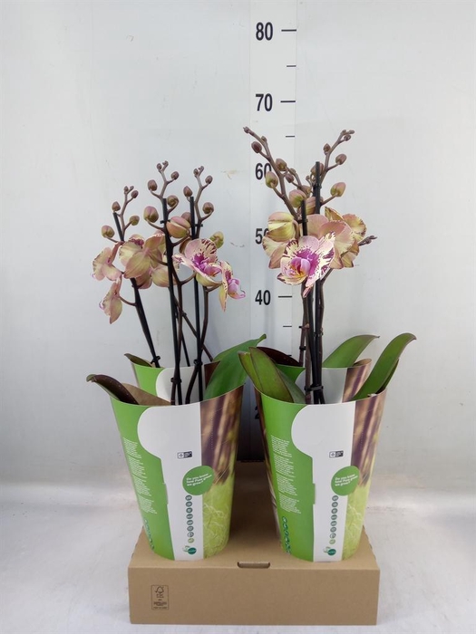 <h4>Phalaenopsis ...lilac</h4>