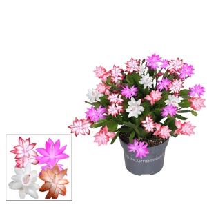 Schlumbergera - 13 cm - Quattrolore