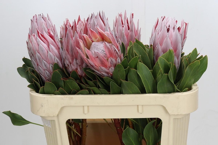 <h4>Protea Cynaroides</h4>