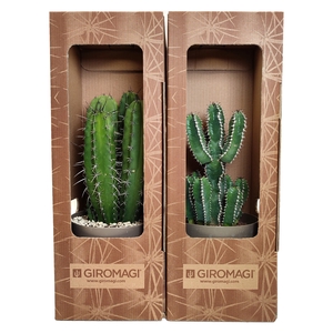 Cactus Gemengd Potcover