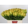 Leucadendron Goldstrike