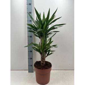 Yucca 21Ø 80cm 3Head