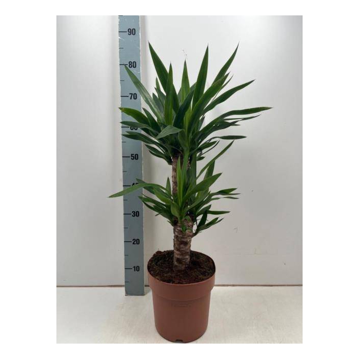 <h4>Yucca 21Ø 80cm 3Head</h4>