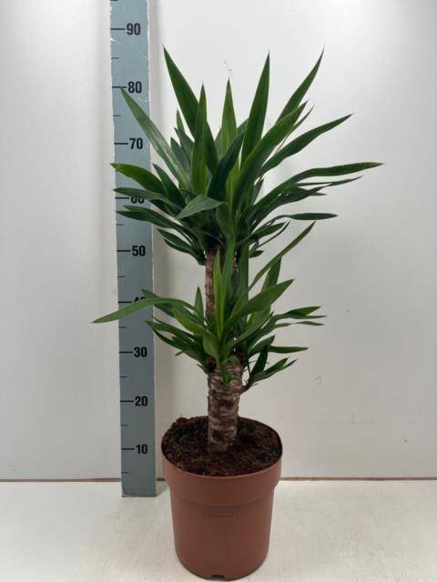 Yucca 21Ø 80cm 3Head