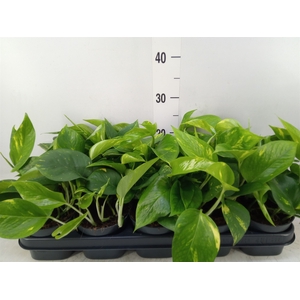 Epipremnum pinn. 'Aureum'