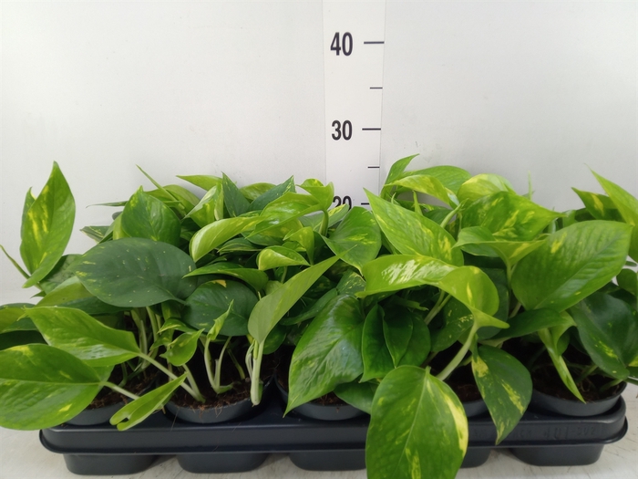 <h4>Epipremnum pinn. 'Aureum'</h4>