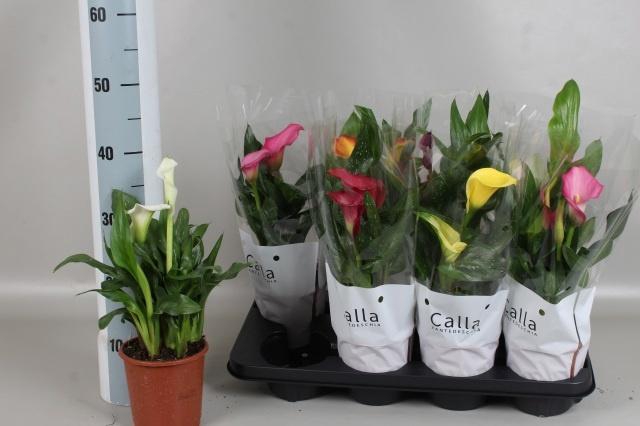 <h4>ZANT GEM 6 KL</h4>